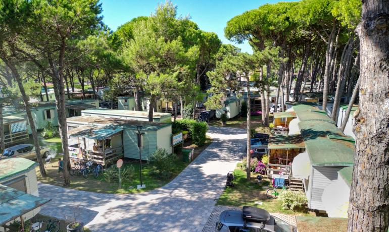 Campeggio tra pini con case mobili e auto parcheggiate.